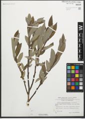 Foto von Salix glaucosericea Flod.